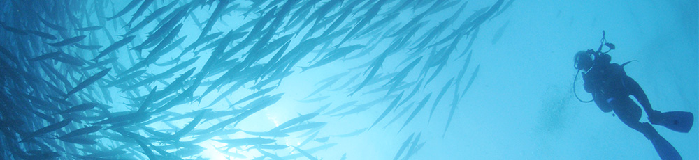 スペシャリティー