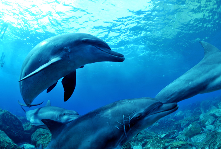 スキンダイビング